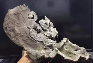 你有錢大家未必羨慕你,但是你有一個精品崖柏大家都惦記你