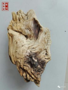 林彩娟 崖柏精品毛料的判定標(biāo)準(zhǔn)是什么