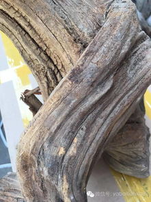 如何從崖柏毛料的表皮,來鑒別料質的好壞