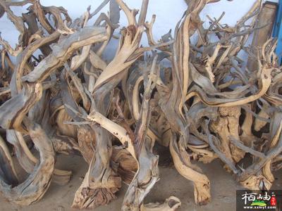 崖柏生料老料和陳化料