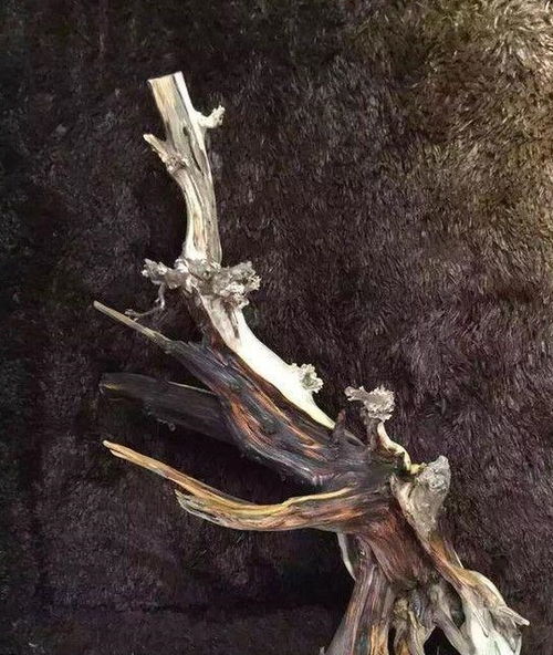 崖柏以造型向我們?cè)忈寗?lì)志的精神 附打磨過(guò)程