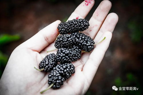 你好,金堂轉(zhuǎn)龍絲廠