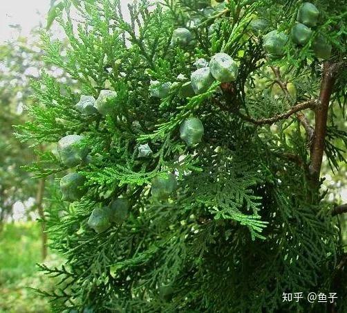 真柏 龍柏 圓柏 側(cè)柏 崖柏 扁柏的區(qū)別辨識