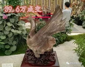 崖柏骨料一次次刷新交易記錄