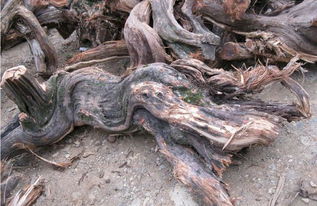 下山崖柏也分等級,帝王級崖柏動不動就五位數