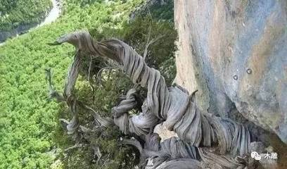 扭曲的崖柏,美到了天際~