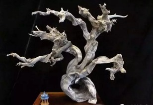 是什么讓精品崖柏一木難求