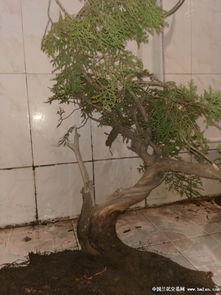 崖柏22 陽臺精品舍利樁