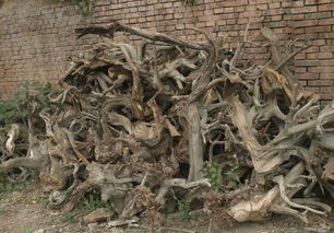 品鑒崖柏的10大標(biāo)準(zhǔn)