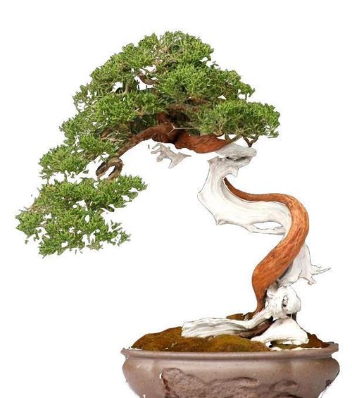 崖柏移栽活不了 那是你沒掌握技巧,只要這3點(diǎn)做好,成活率超高