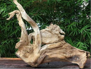 崖柏好料如今市場難求,教你如何快速淘到崖柏毛料