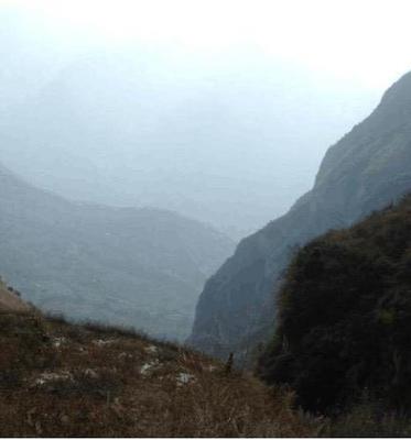 深山驚現(xiàn)300公斤崖柏，村民冒險采挖引發(fā)關(guān)注