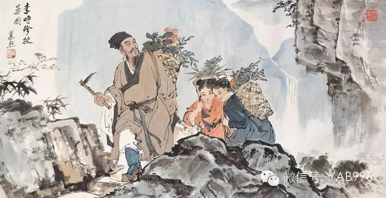 崖柏 千年“臥薪嘗膽”，終成造福人間瑰寶