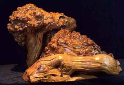 崖柏滿瘤疤動物隨型料珍藏版——東方雄獅