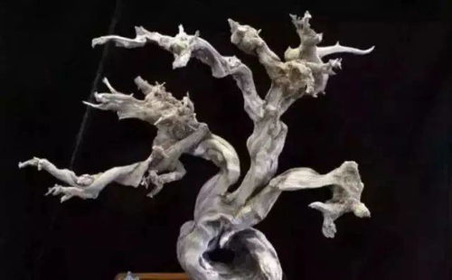 崖柏之珍 探尋精品一木難求的奧秘