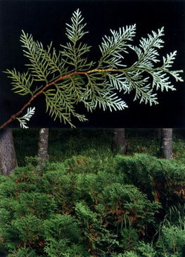 朝鮮崖柏仁 珍貴植物的生態價值與保護挑戰