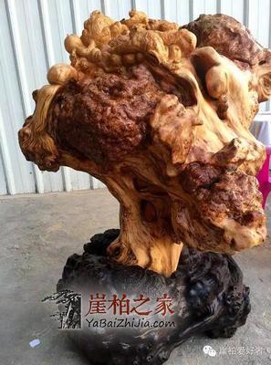 萬年崖柏 陳化榴爆滿紋，六位數的自然瑰寶