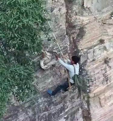 走近崖柏背后的歷史 崖柏